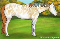 Horse Color:Chocolate Amber Champagne Pearl Onyx Near Leopard Rabicano