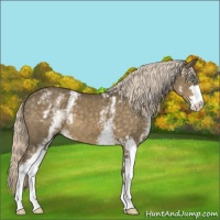 Horse Color:White Spotted Chocolate Palomino Mushroom Sabino 