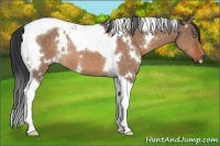 Horse Color:White Spotted Brown Dun Tobiano 