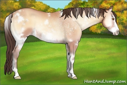 Horse Color:White Spotted Amber Champagne Onyx Frame 