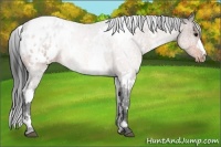 Horse Color:White Spotted Bay Appaloosa Rabicano 