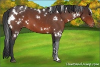 Horse Color:White Spotted Bay Roan Appaloosa 