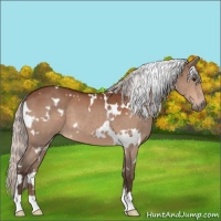 Horse Color:White Spotted Silver Bay 