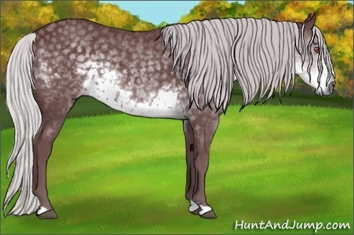 Horse Color:Chocolate Silver Smoky Black Chinchilla 