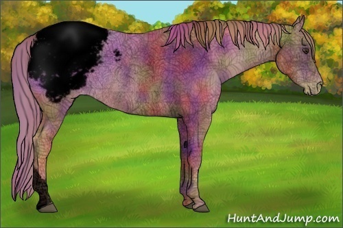 Horse Color:Void Nacre Chestnut Appaloosa Rabicano 