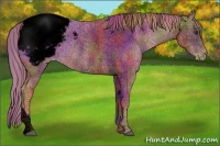 Horse Color:Void Nacre Chestnut Appaloosa Rabicano 