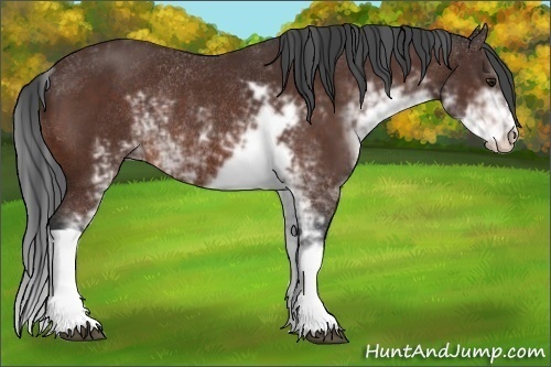 Horse Color:Brown Sabino Rabicano 