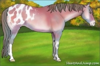 Horse Color:Watercolor Brown Pearl Onyx Appaloosa