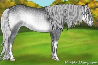 Horse Color:Silver Blue Onyx Chinchilla Rabicano