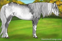 Horse Color:White Spotted Silver Smoky Blue Onyx Chinchilla