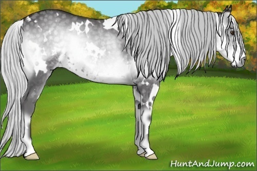 Horse Color:White Spotted Silver Smoky Blue Onyx Chinchilla 