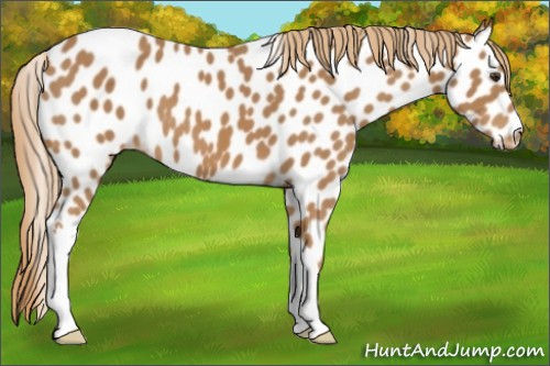 Horse Color:Chestnut Appaloosa 