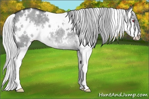Horse Color:White Spotted Silver Grullo Chinchilla Splash 