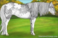 Horse Color:White Spotted Silver Smoky Grullo Chinchilla Splash Rabicano 