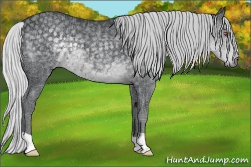 Horse Color:Silver Black Chinchilla 