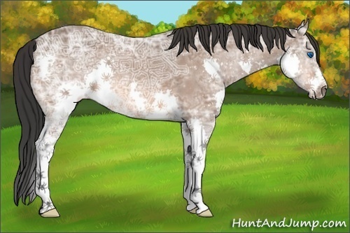 Horse Color:Bay Ice Splash 