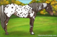 Horse Color:White Spotted Liver Chestnut Appaloosa 