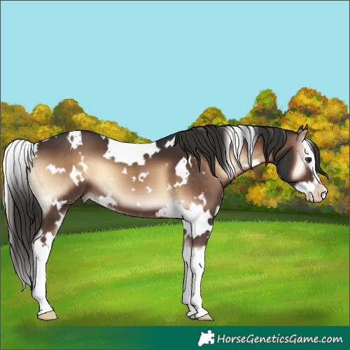 Horse Color:White Spotted Liver Red Onyx Splash