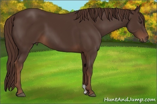 Horse Color:Liver Chestnut 