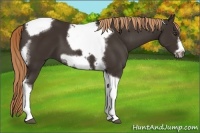 Horse Color:Liver Chestnut Tobiano Frame 
