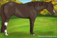 Horse Color:Liver Chestnut