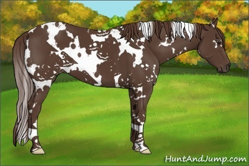 Horse Color:White Spotted Liver Chestnut 