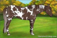 Horse Color:White Spotted Liver Chestnut 