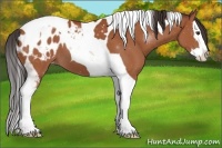 Horse Color:Bay Sabino Splash Tobiano Appaloosa 