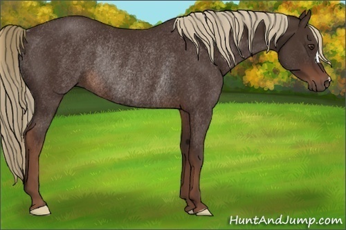 Horse Color:Liver Chestnut Rabicano 