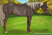 Horse Color:Liver Chestnut Rabicano 
