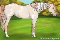 Horse Color:White Spotted Gold Champagne Roan Dun 