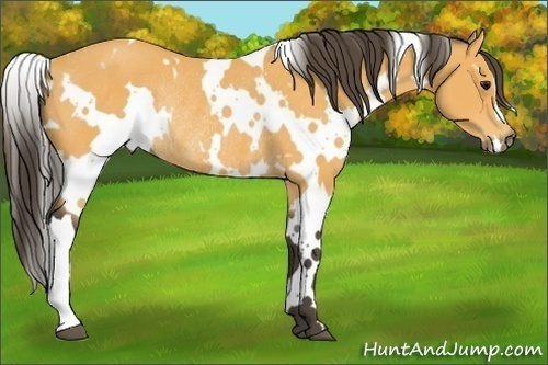 Horse Color:White Spotted Buckskin Rabicano 