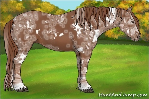Horse Color:White Spotted Chestnut Ice