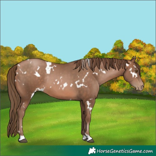 Horse Color:White Spotted Brown Pearl Rabicano 