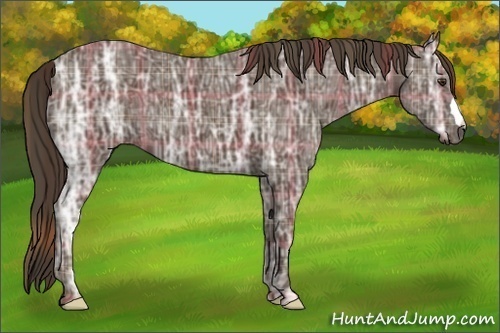 Horse Color:Plaid Liver Chestnut Ice