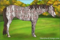 Horse Color:Plaid  Liver Chestnut Ice 