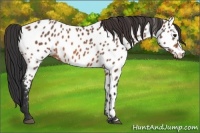 Horse Color:Bay Roan Near Leopard 