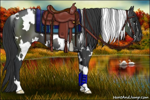 Horse Color:White Spotted Black 