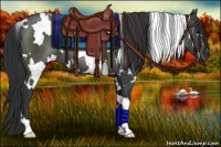 Horse Color:White Spotted Black 