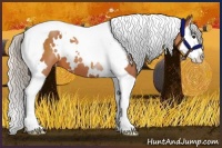 Horse Color:White Spotted Silver Bay Splash Tobiano