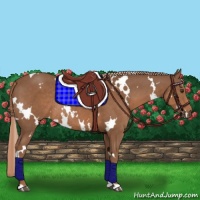 Horse Color:White Spotted Chestnut Rabicano
