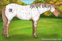 Horse Color:Chestnut Appaloosa 