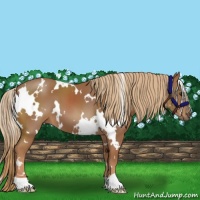 Horse Color:White Spotted Chestnut 