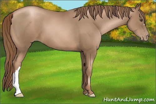 Horse Color:Liver Chestnut Pearl 