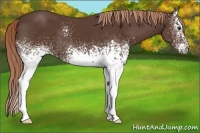 Horse Color:White Spotted Liver Chestnut 