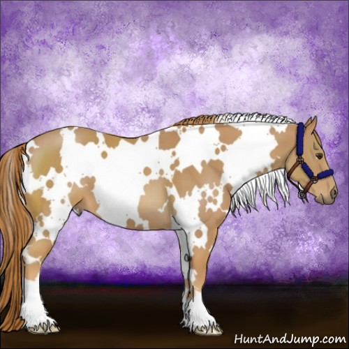 Horse Color:White Spotted Chestnut 