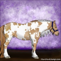 Horse Color:White Spotted Chestnut 