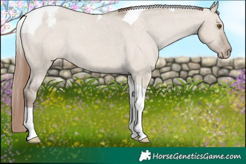 Horse Color:Classic Champagne Dun Tobiano Varnish