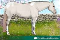 Horse Color:Classic Champagne Dun Tobiano Varnish