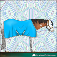 Horse Color:Bay Sabino Splash 